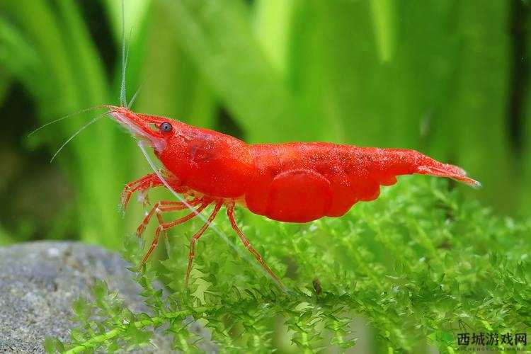 星陨传说红胡子火焰流极致玩法指南