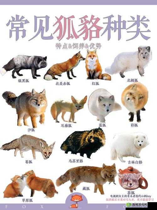 狐里狐涂图鉴集萃