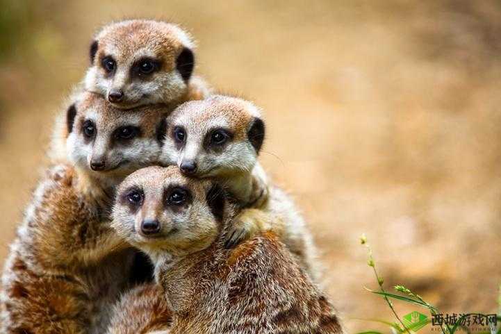 梦幻之城动物系统玩法攻略:如何获取并照顾可爱的动物?