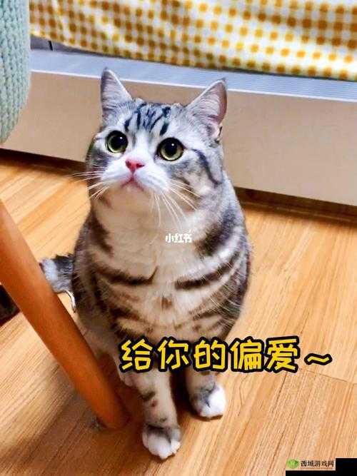 第人格教授偏爱之动物探究:神秘学者心仪的生灵揭秘