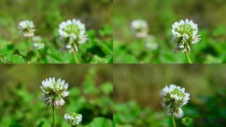 三叶草的春天：美好春天与三叶草的邂逅