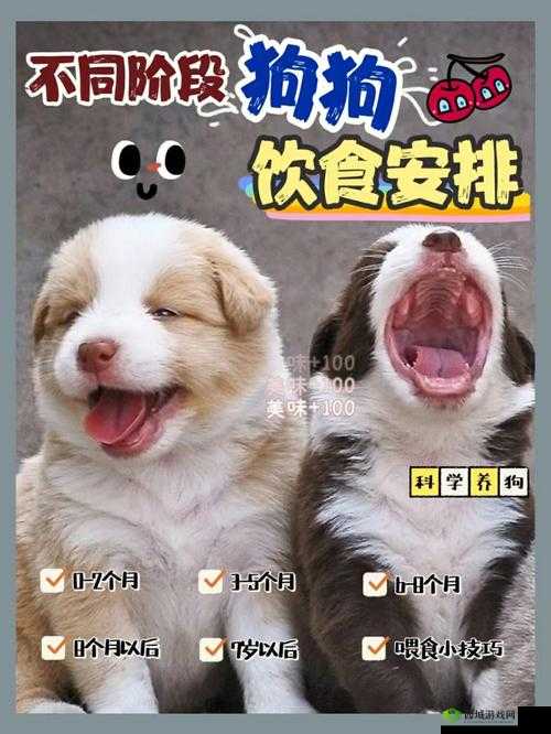 人狗胶配方大全:狗狗一天吃多少的参考