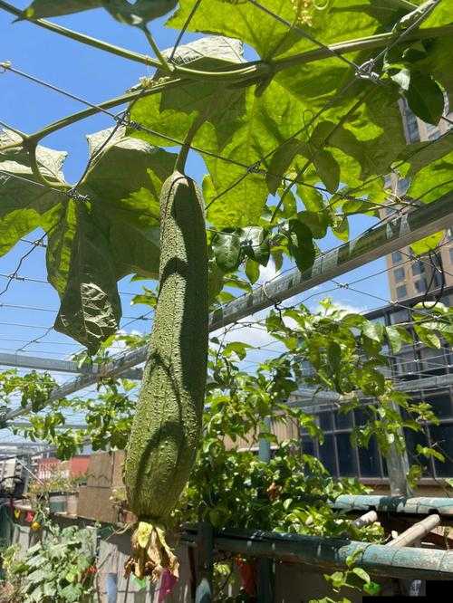 小猪草莓丝瓜深夜释放自己：探索欲望的奇妙之旅