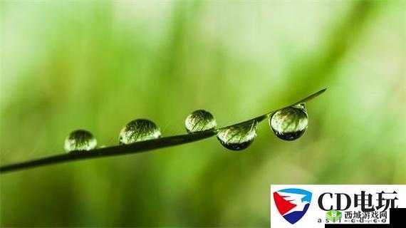 老狼老狼芦苇芭蕉:有趣的游戏