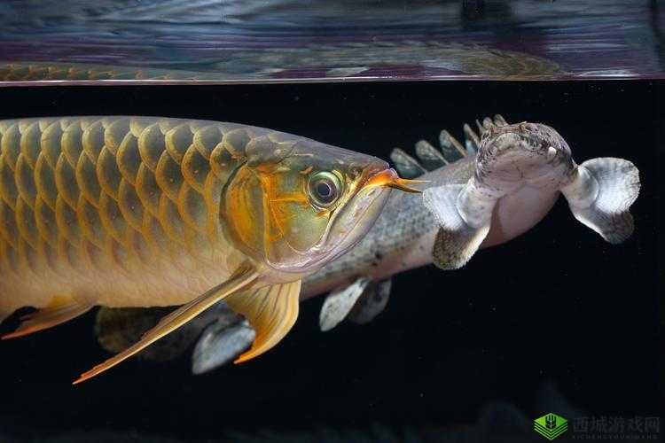 双龙戏珠 1v2 古言：精彩对决风云起