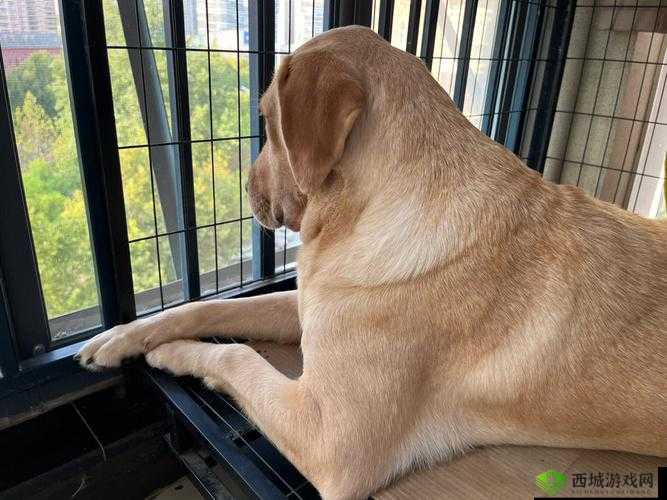 狗狗的东西又硬又烫且引发思考