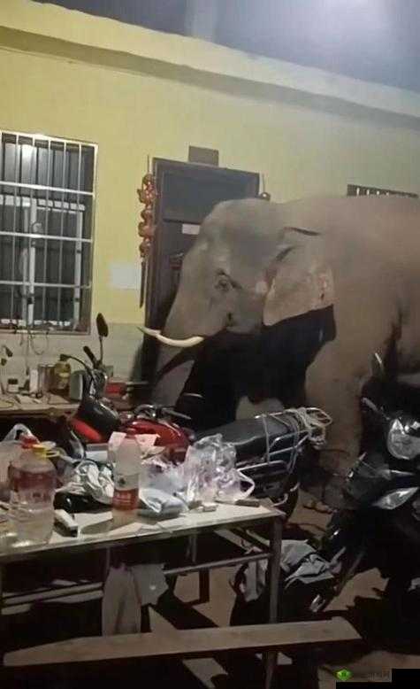 天美果冻星空大象的奇妙之旅