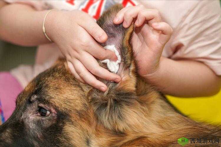 狗狗的东西又硬又烫又臭，该怎么办