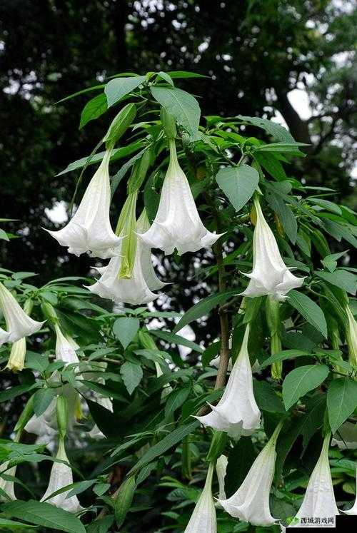 曼陀罗：药效 1v2hpo 的秘密