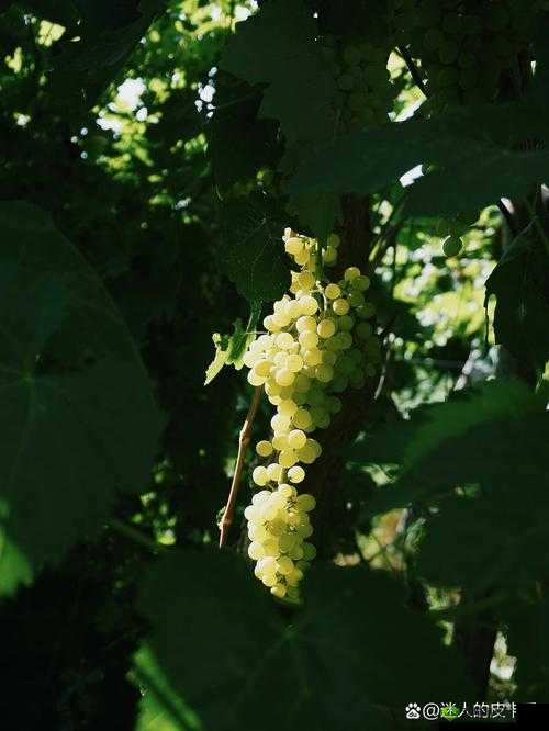 葡萄不准掉出来晚上检查：偷吃葡萄需谨慎