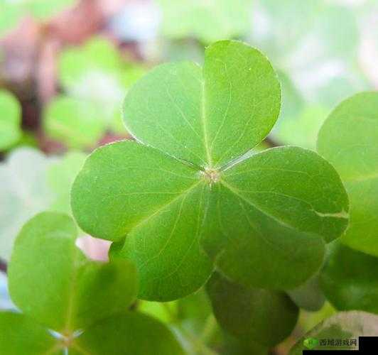 三叶草 GW4429:独特的植物品种