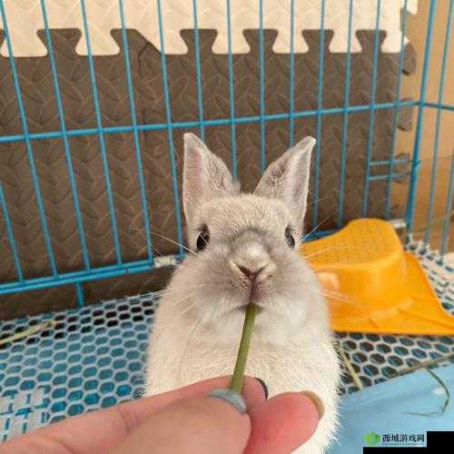 咬小兔兔是站着还是躺着：姿势大揭秘