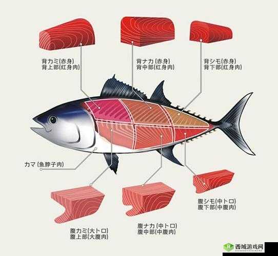 小森生活金枪鱼刺身解锁攻略 详细刺身解锁方法介绍