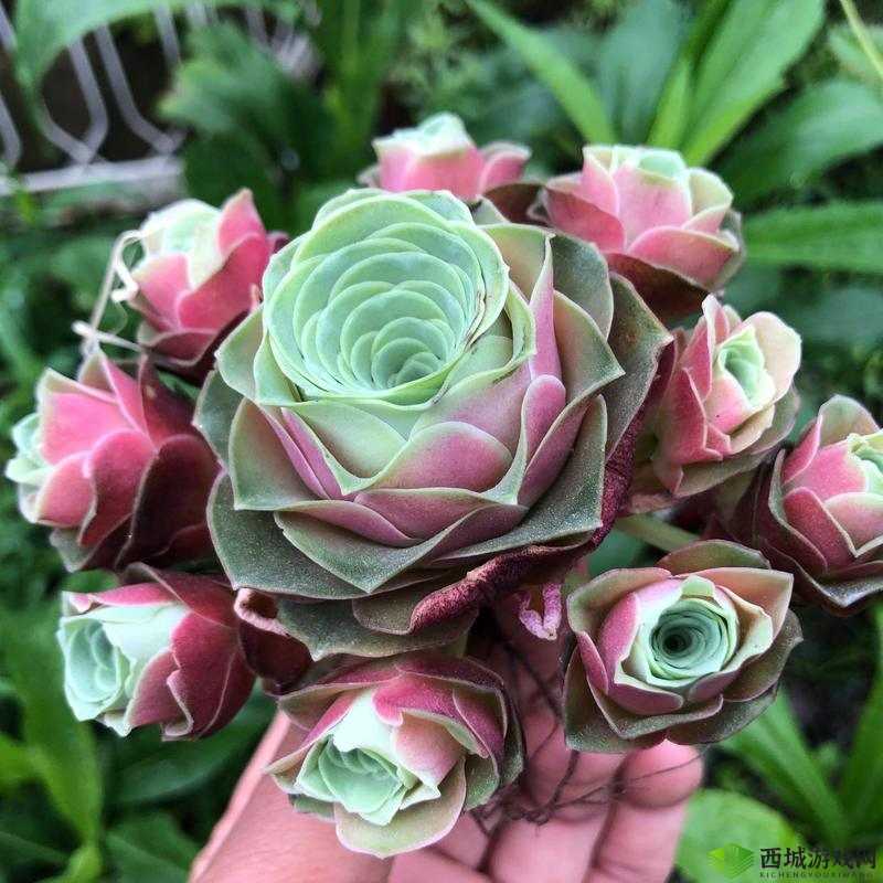 皇家共享小公主多肉:新手也能养的秘诀