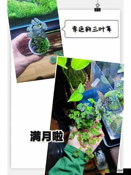 春天的三叶草：青涩的爱与成长