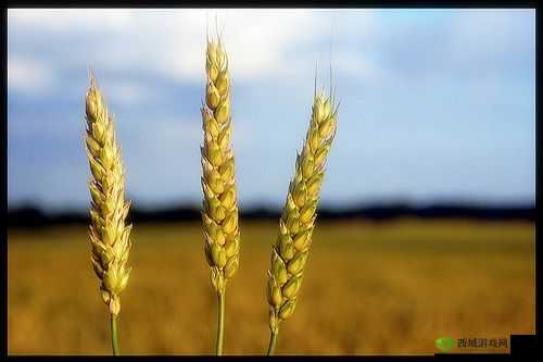 麦子地里的故事：躁动的青春