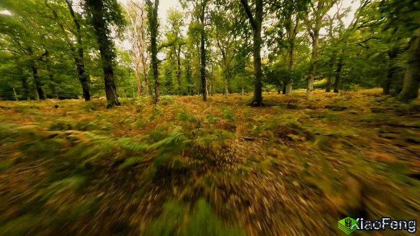 我在野外截取一段视频:大自然的奇妙瞬间