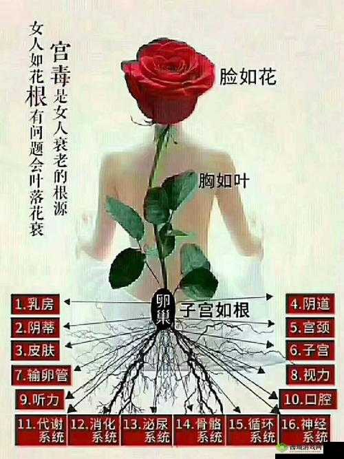 女性半夜莲花开什么意思：探秘与解析