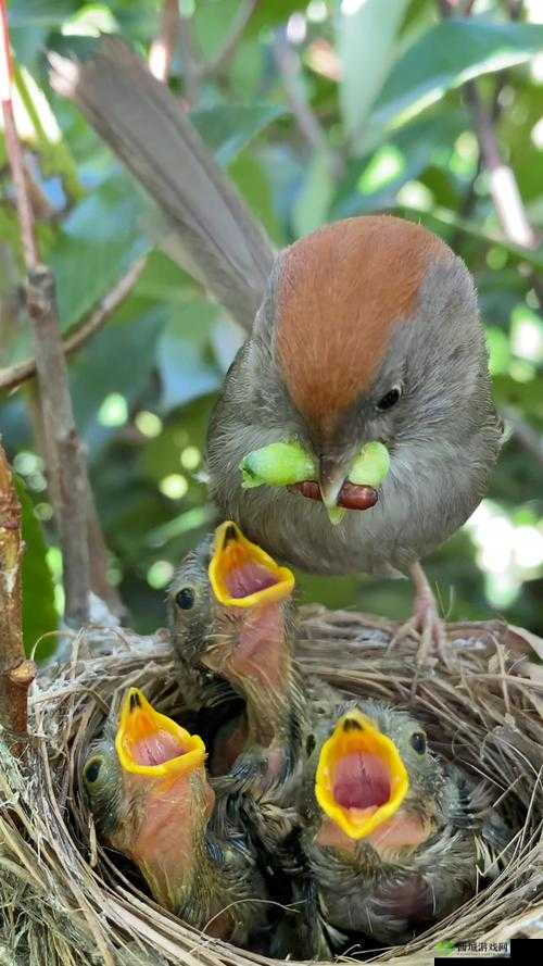 震撼孩子竟将钢筋喂给妈妈