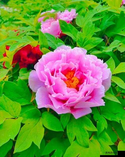 国色天香-那一抹迷人的色彩