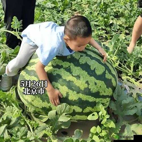 911 红领巾吃瓜爆料今日大瓜:震惊事件来袭