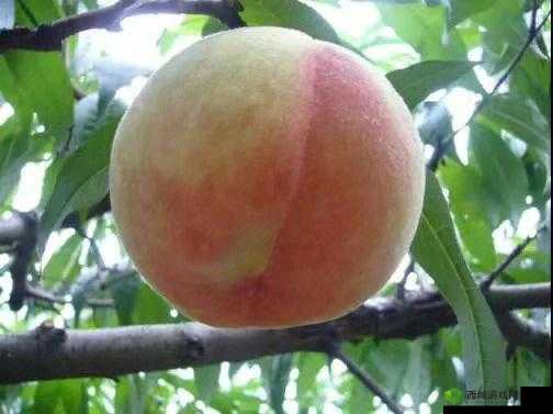 水蜜桃 4 双管齐下:甜蜜来袭