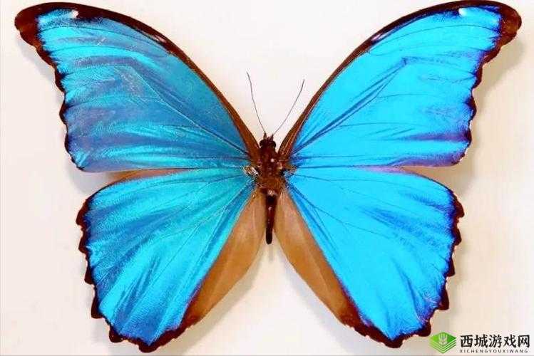 女生稀有的蝴蝶比：独特魅力之展现