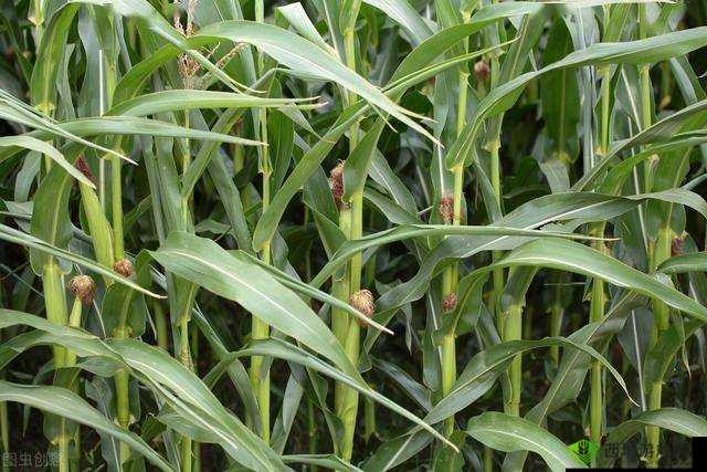 华夏人生玉米种植攻略:详细农作物耕种秘籍分享