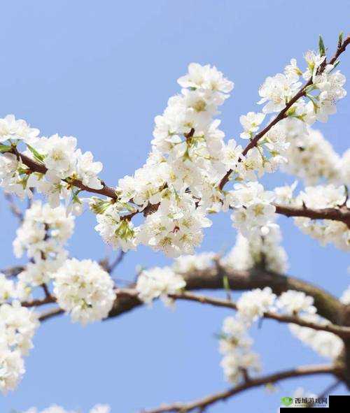 校园绑定 jy 收集系统白清素相关功能介绍