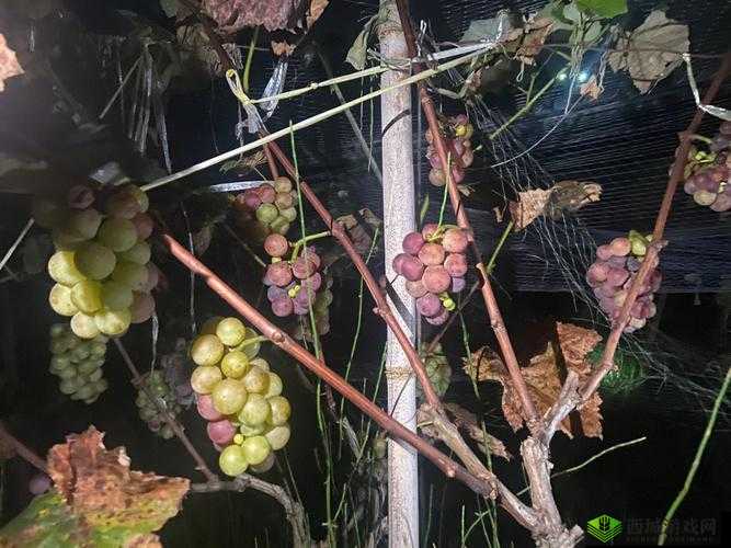 葡萄不准掉出来晚上检查需确保