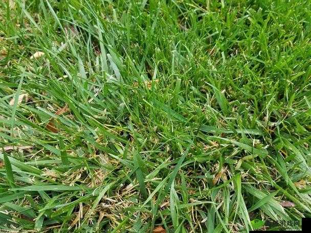 玩人狗大战的实现方法：实战技巧与策略