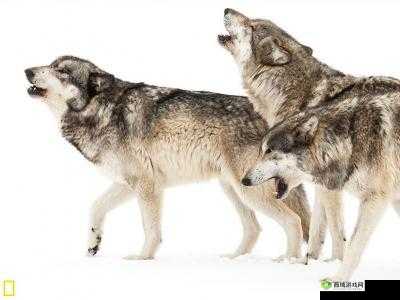 老狼老狼芦苇芭蕉：神秘的自然密码