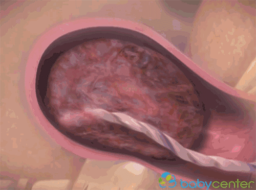 WINDOWSCHANNEL 孕妇 3D：精彩呈现