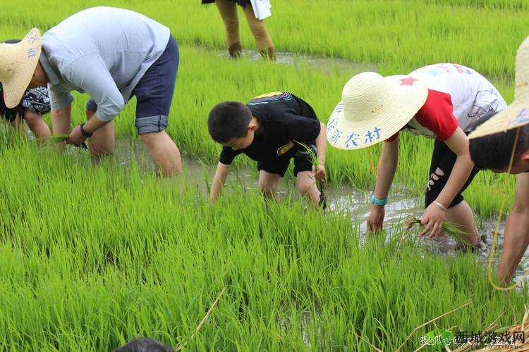 插秧七十二招式图片:传统农耕技艺展示