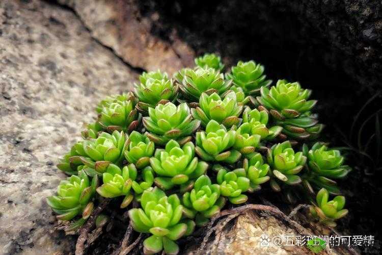 皇家共享小公主多肉:美丽独特的植物