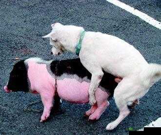 人-猪-狗热度超高现象探讨