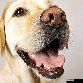 ：一边伸舌头一边快速喘气的 XXX