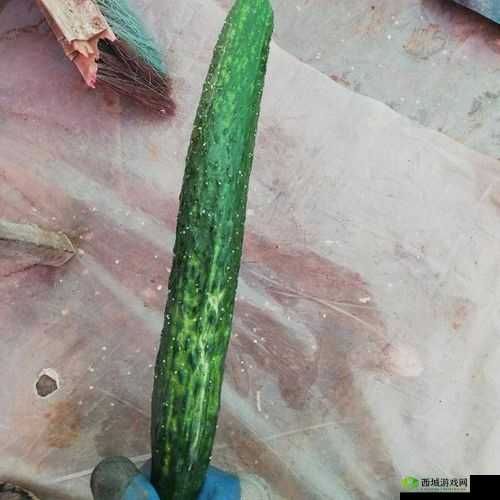 黄瓜皮的好处和坏处:全面解析