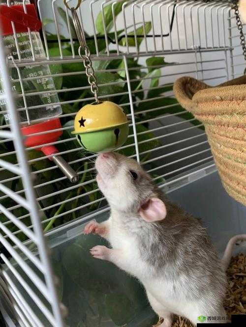 两个球球晃来晃去:令人好奇的景象