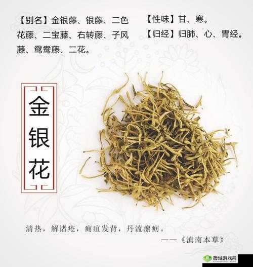 通水管 TXL 金银花:清热降火的天然良药