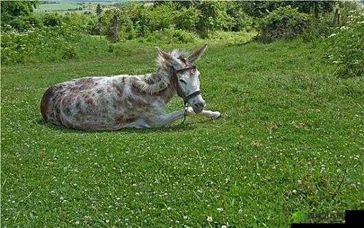 傻大壮长的驴一样的东西:真特别