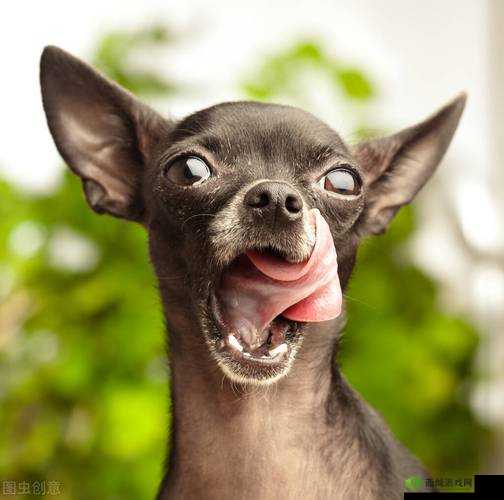 ZOOMSERVO 兽狗牧场：探索神秘的动物世界