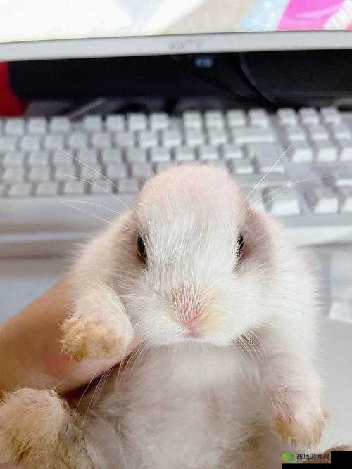 兔子被咬得通红:鲜血淋漓的惨剧