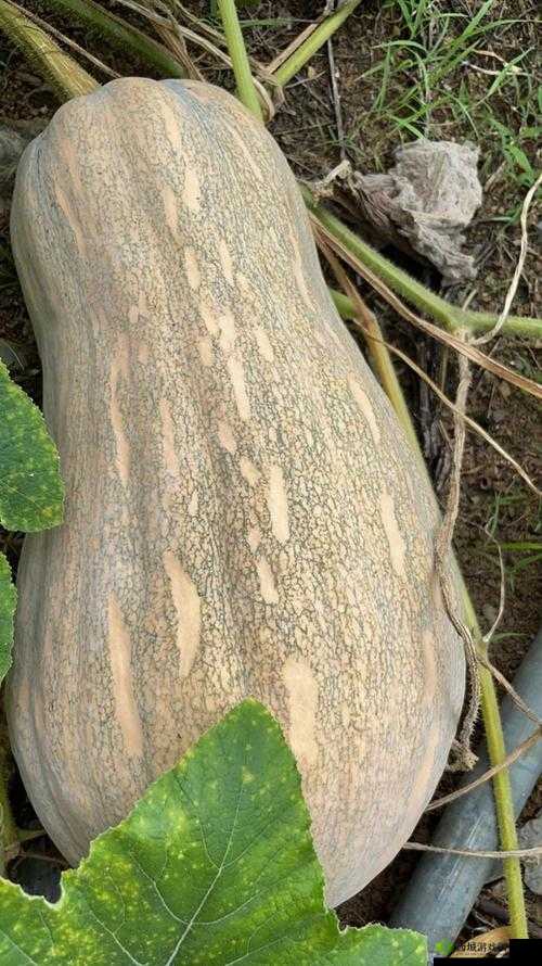 51 今日大瓜：热门大瓜，你不能错过的精彩