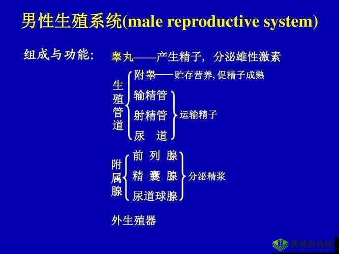 系统需要收集 n 多精子升级:打造最强生殖系统