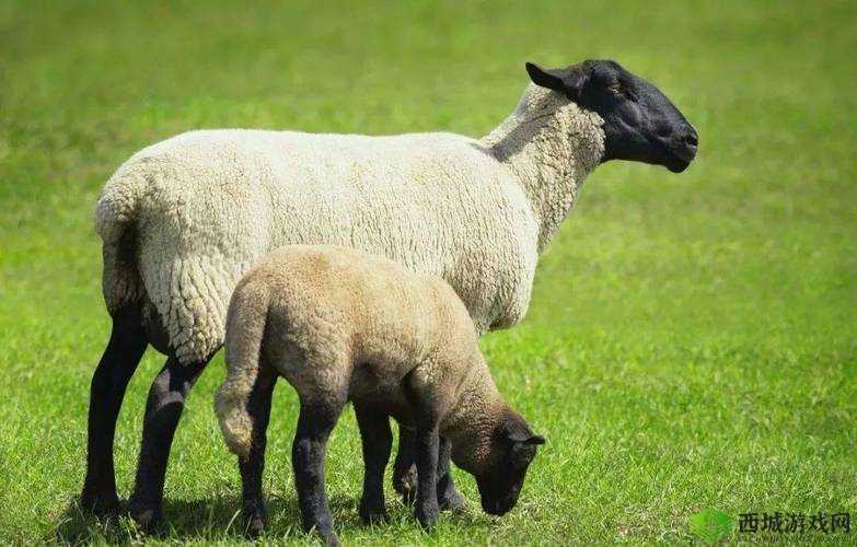 羊的水门打开图解:生殖器官科普图