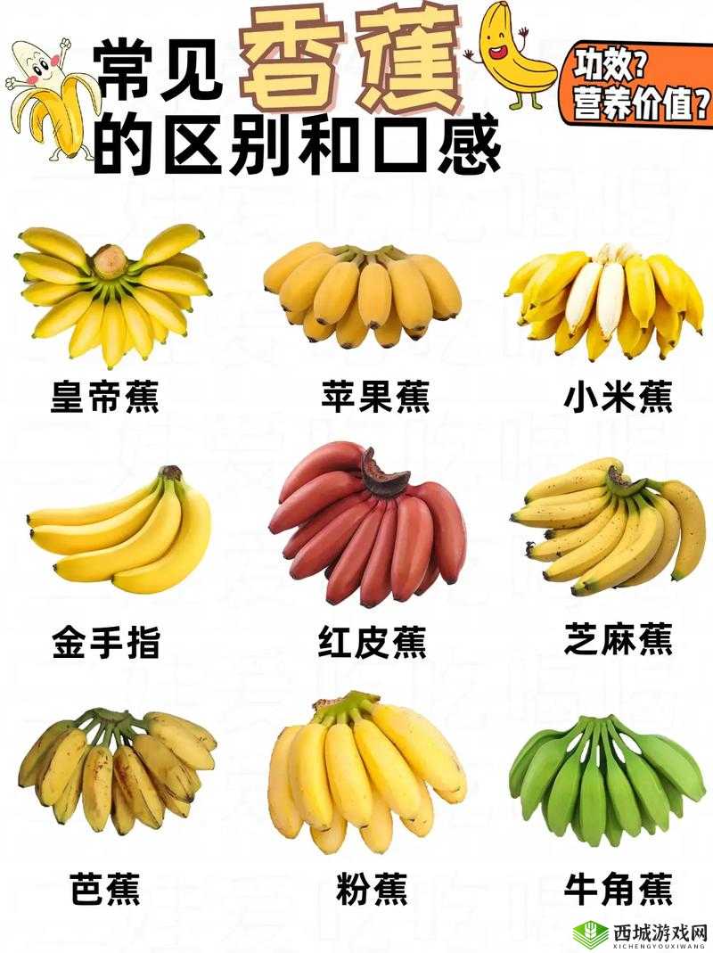 进口香蕉与国产香蕉营养区别