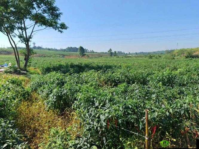 钙 Ggy 为何消失于 2023：探寻背后原因