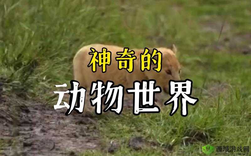 Zoom 动物网:带你领略动物世界的奇妙