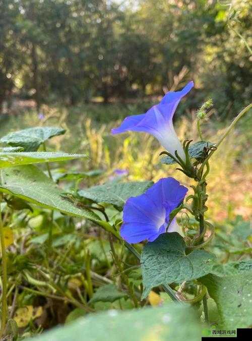 大学里最适合打野的地方知乎:探寻最佳打野地